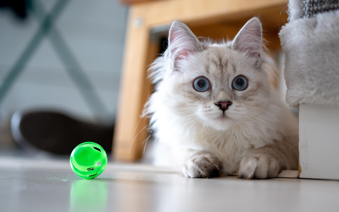 4 Cat Toys that You Must Have