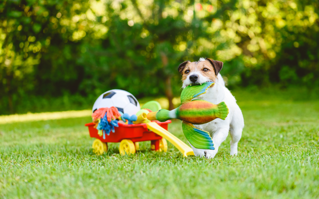 5 Toys that Can Entertain Your Dog All Day