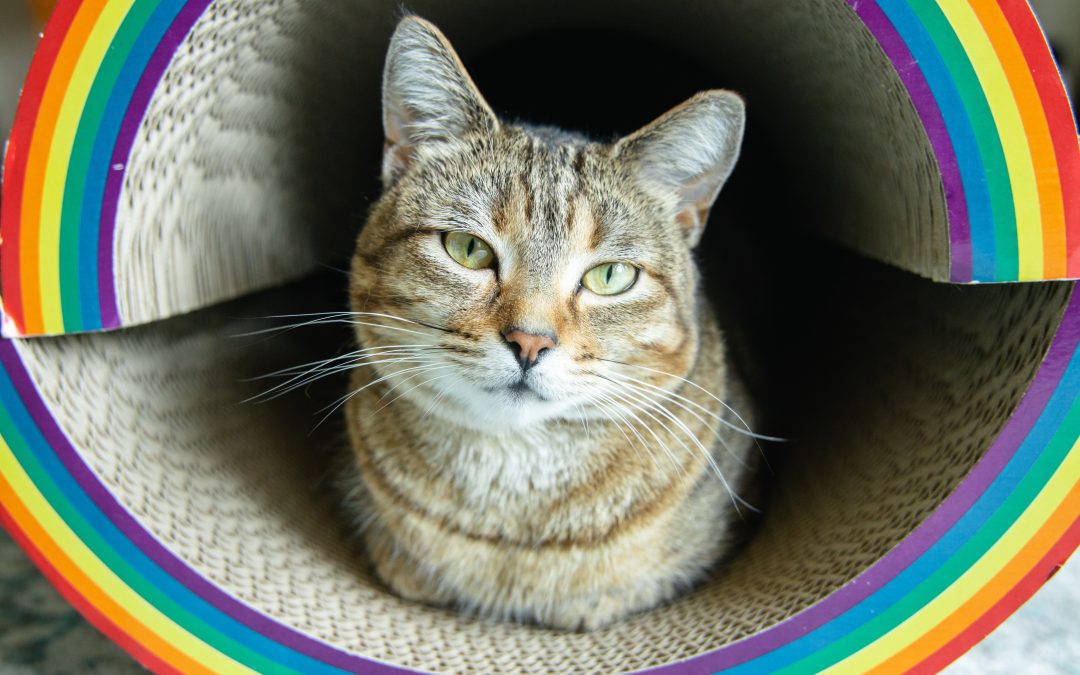 Choosing the Right Cat Scratcher for Your Cat